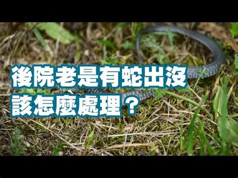 防止蛇進入|家蛇來襲！應對全攻略